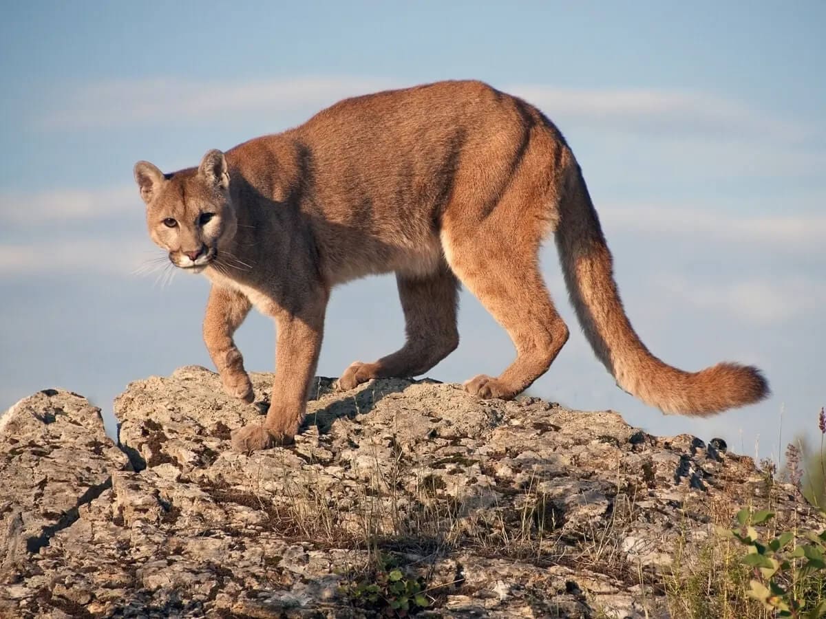 Mountain Lion