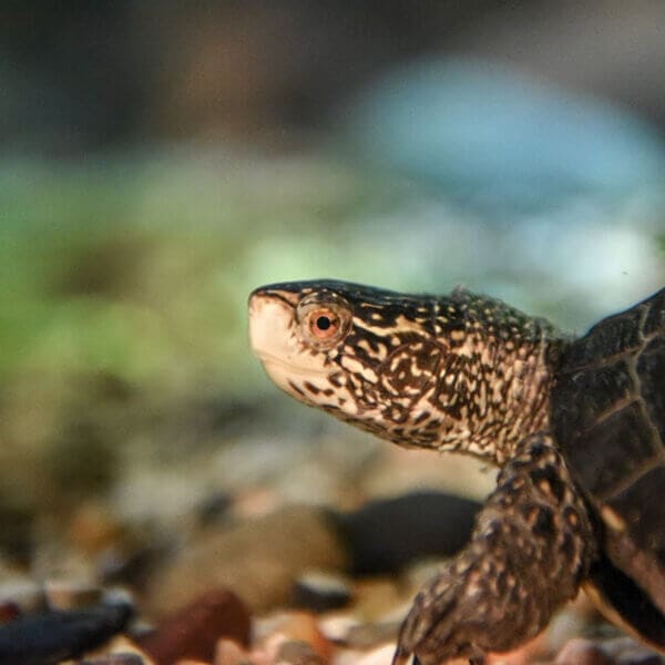 Western Pond Turtle