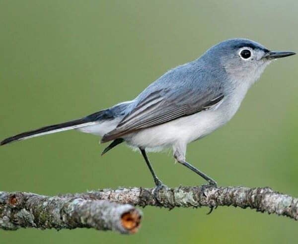 Gnatcatcher