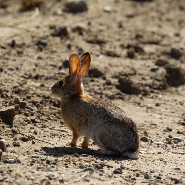 Bunny
