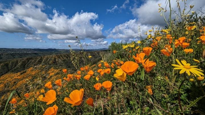 California Poppy