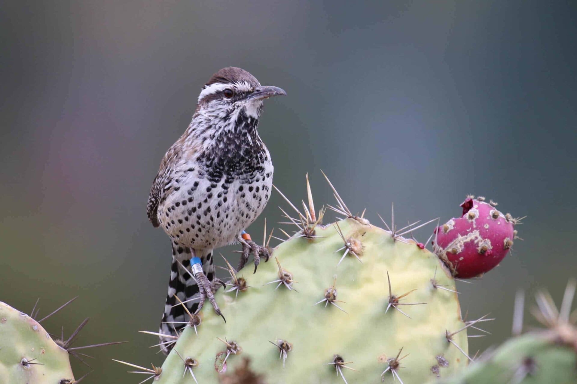 Coastal Cactus Wrens