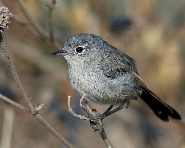 California Gnatcatcher