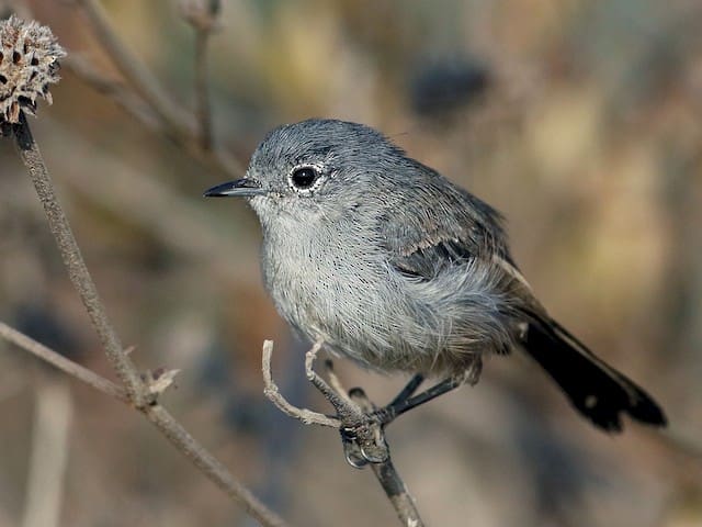 California Gnatcatcher