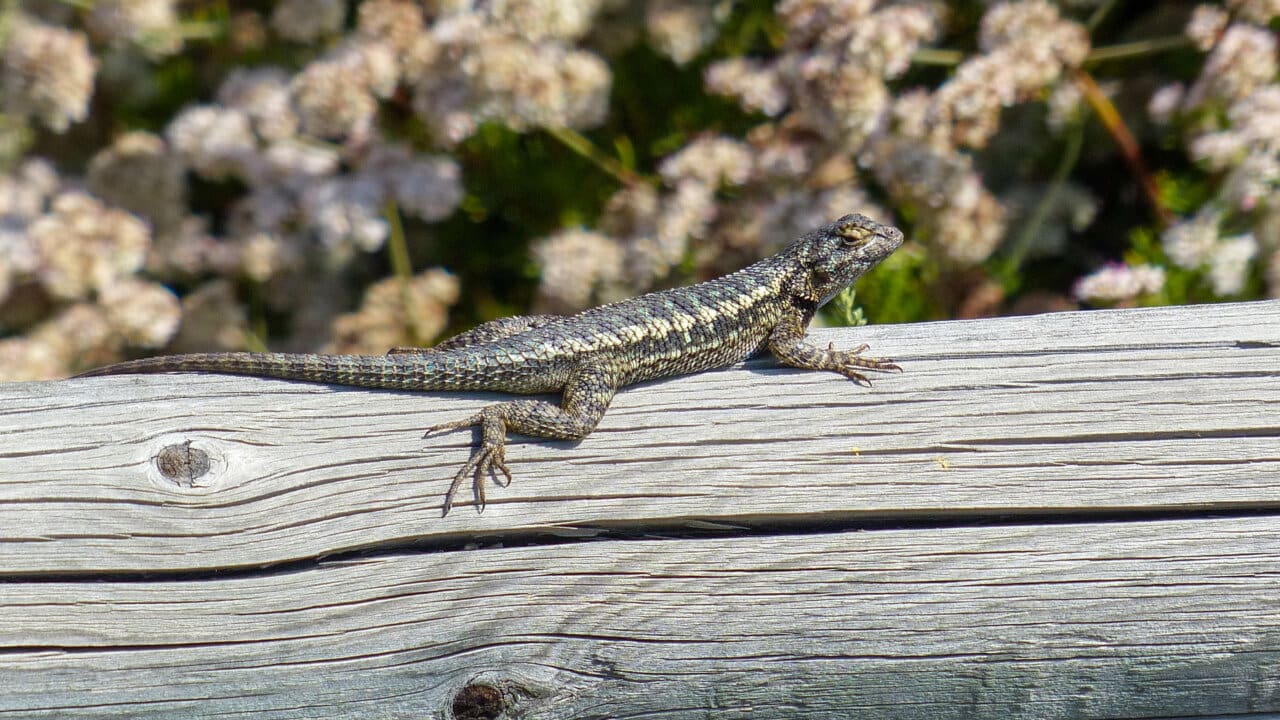 Western Fence Lizard