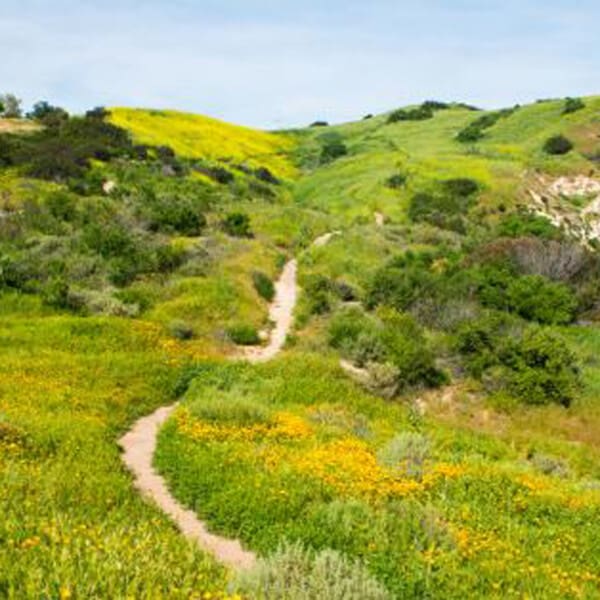 Santiago Oaks empty trail